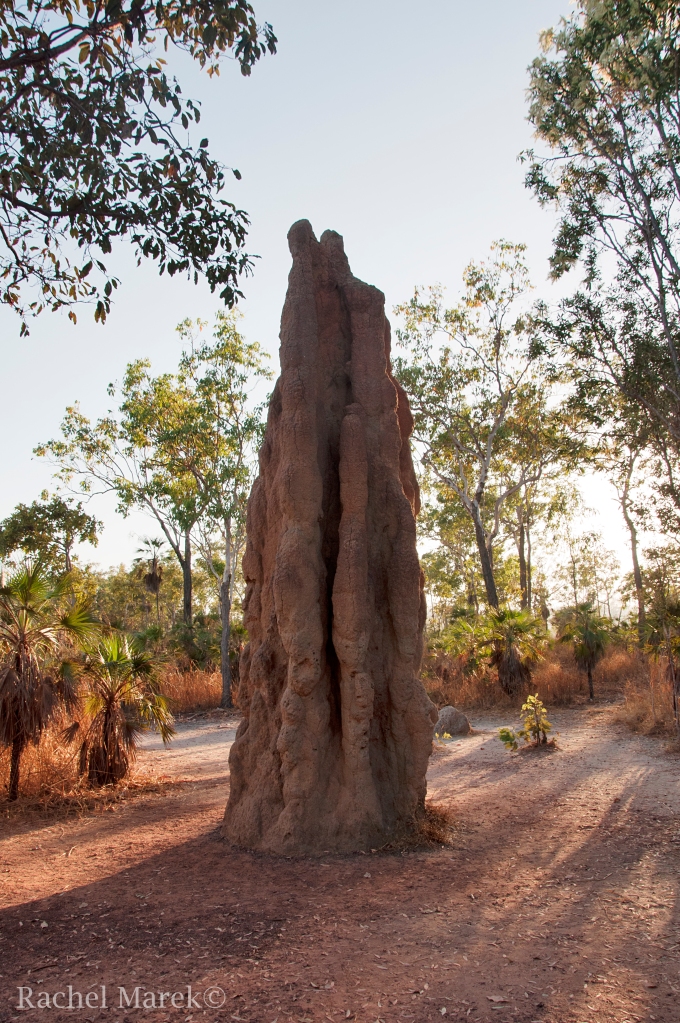 A Large Termite Mound juts out of the ground in Litchfield National Park in the Top End of the Northern Territory of Australia. Each meter of the mound takes 10 years to build. Taken on July 17, 2014. 